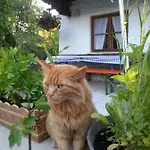 Apartamento Bucherhof *