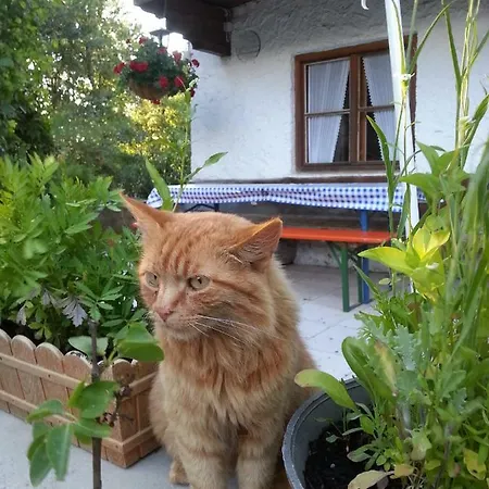 Apartamento Bucherhof *