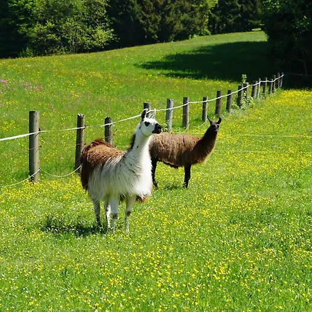 Apartamento Bucherhof