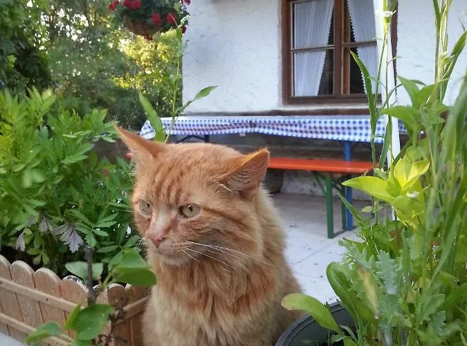 Apartmán Bucherhof *